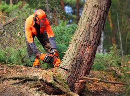 Best Tree Planting Services  in Walnut, CA